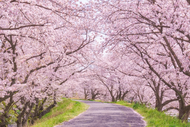 hanami